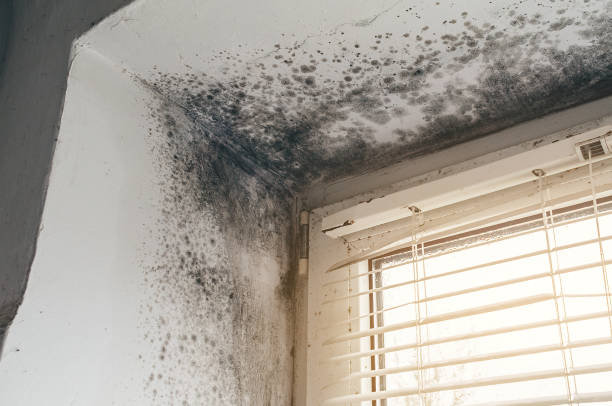Trusted Black Mold Removal service in Alpharetta, GA - Cheap Mold Removal